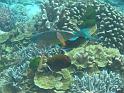 Similan (85)